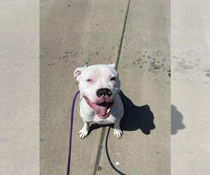 American Pit Bull Terrier Dogs for adoption in Louisville, KY, USA