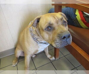 American Pit Bull Terrier Dogs for adoption in Ocala, FL, USA