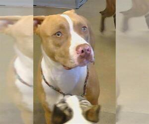 American Pit Bull Terrier Dogs for adoption in Sacramento, CA, USA