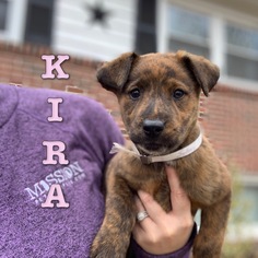 Boxador Dogs for adoption in Jarrettsville, MD, USA