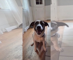 Mutt Dogs for adoption in pomfret, CT, USA