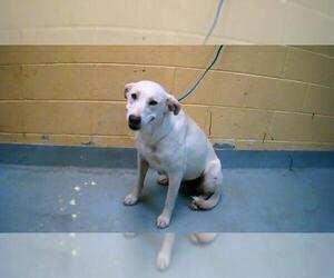 Labrador Retriever-Unknown Mix Dogs for adoption in Tulsa, OK, USA