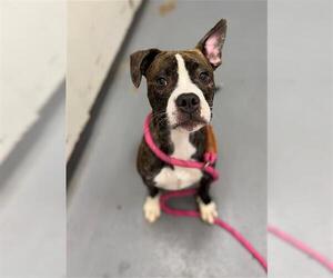 Boxer Dogs for adoption in Peoria, IL, USA