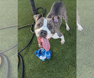 American Pit Bull Terrier-Unknown Mix Dogs for adoption in NEWPORT NH, NH, USA