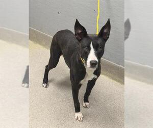 Mutt Dogs for adoption in Las Vegas, NV, USA