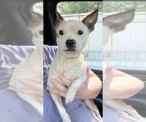 Chihuahua-Unknown Mix Dogs for adoption in New York, NY, USA