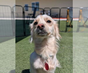 Chihuahua-Unknown Mix Dogs for adoption in Phoenix, AZ, USA