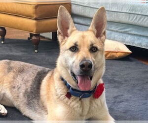 German Shepherd Dog-Unknown Mix Dogs for adoption in Martinez, CA, USA