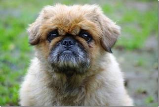 Pekingese-Unknown Mix Dogs for adoption in Longview, WA, USA
