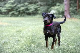 Rottweiler Dogs for adoption in Holland, MI, USA