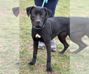 Labrador Retriever-Unknown Mix Dogs for adoption in Batavia, NY, USA