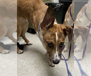 Australian Shepherd-Unknown Mix Dogs for adoption in Plano, TX, USA