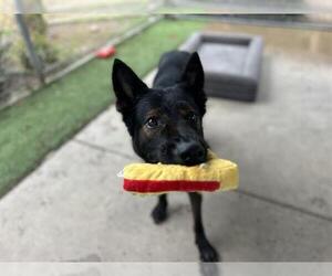 German Shepherd Dog Dogs for adoption in Chula Vista, CA, USA