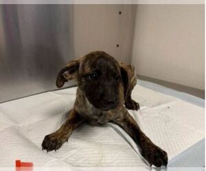 Mutt Dogs for adoption in Redwood City, CA, USA