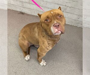 American Pit Bull Terrier Dogs for adoption in San Bernardino, CA, USA