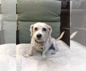 Norfolk Terrier Dogs for adoption in Menifee, CA, USA