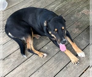 Collie-Rottweiler Mix Dogs for adoption in Scottsboro, AL, USA