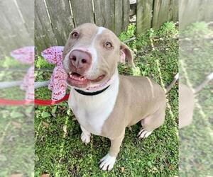 American Staffordshire Terrier-Labrador Retriever Mix Dogs for adoption in Houston, TX, USA