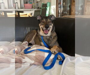 Mutt Dogs for adoption in Salt Lake City, UT, USA