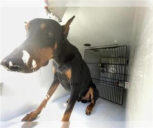 Doberman Pinscher Dogs for adoption in Houston, TX, USA
