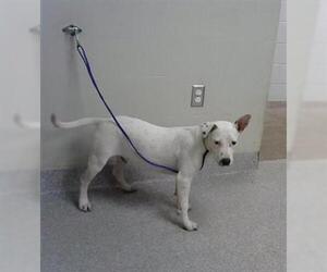 American Pit Bull Terrier-Unknown Mix Dogs for adoption in Pasadena, TX, USA