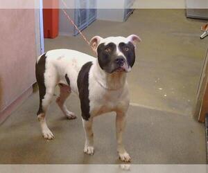 American Pit Bull Terrier Dogs for adoption in Sacramento, CA, USA
