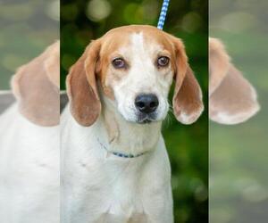 Coonhound Dogs for adoption in Johnson City, TN, USA