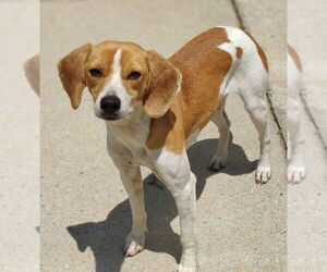 Beagle-Pointer Mix Dogs for adoption in Talladega, AL, USA