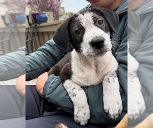Border Collie-Unknown Mix Dogs for adoption in Pacifica, CA, USA