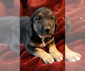 Borador Dogs for adoption in Aurora, IN, USA