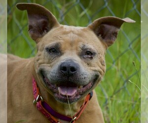 American Pit Bull Terrier-Unknown Mix Dogs for adoption in Potsdam, NY, USA
