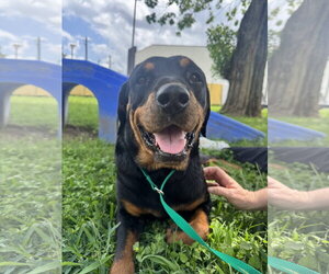 Rottweiler Dogs for adoption in Houston, TX, USA