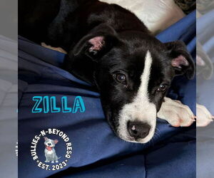 Boxer-Unknown Mix Dogs for adoption in Omaha, NE, USA