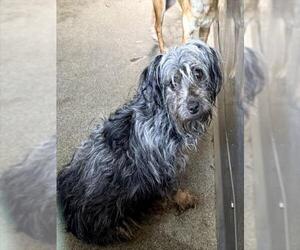 Maltese-Unknown Mix Dogs for adoption in San Bernardino, CA, USA