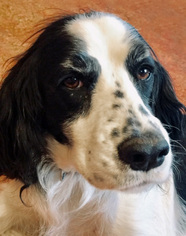 English Springer Spaniel Dogs for adoption in Maple Grove, MN, USA