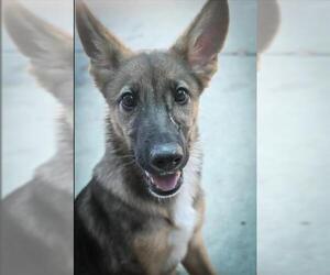 German Shepherd Dog Dogs for adoption in Sacramento, CA, USA