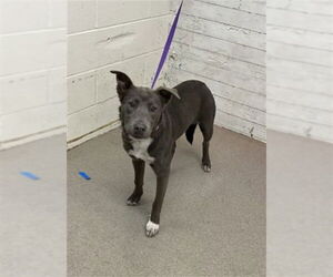 Medium Photo #1 German Shepherd Dog-Unknown Mix Puppy For Sale in San Bernardino, CA, USA