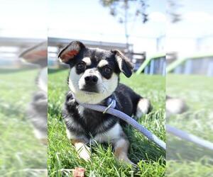 Chihuahua Dogs for adoption in Bakersfield, CA, USA