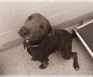 American Pit Bull Terrier Dogs for adoption in Houston, TX, USA