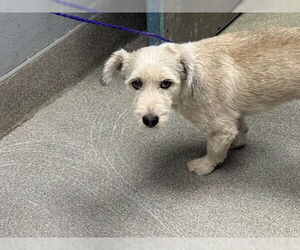 Mutt Dogs for adoption in Las Vegas, NV, USA