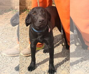 Labrador Retriever Dogs for adoption in Columbus, IN, USA