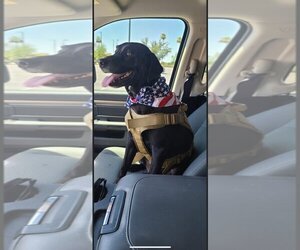 Labrador Retriever Dogs for adoption in Chandler, AZ, USA
