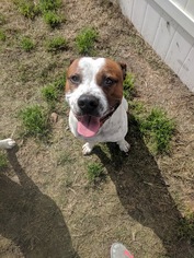 American Bulldog-Unknown Mix Dogs for adoption in Rincon, GA, USA