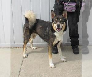 Alaskan Malamute-German Shepherd Dog Mix Dogs for adoption in Louisville, KY, USA