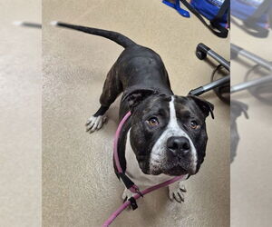 Mutt Dogs for adoption in Decatur, IL, USA