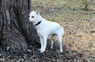 Medium Photo #1 Chihuahua Puppy For Sale in Raytown, MO, USA