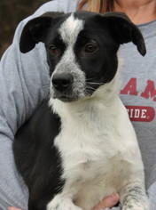 Medium Photo #1 Mutt Puppy For Sale in Prattville, AL, USA
