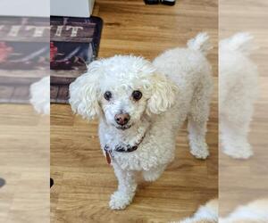 Poodle (Miniature) Dogs for adoption in Laramie, WY, USA
