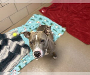 Mutt Dogs for adoption in Fort Wayne, IN, USA