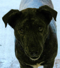 Pembroke Welsh Corgi Dogs for adoption in Hilton Head, SC, USA
